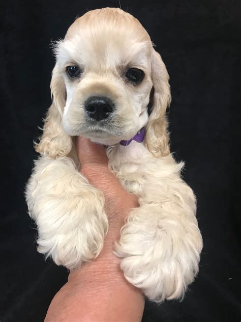 As one of the best loved designer breeds, these hypoallergenic dogs were first bred in the 1960s after the Cocker Spaniel was made popular by Disneys Lady and the Tramp. . Cocker spaniel puppies under 500 near me